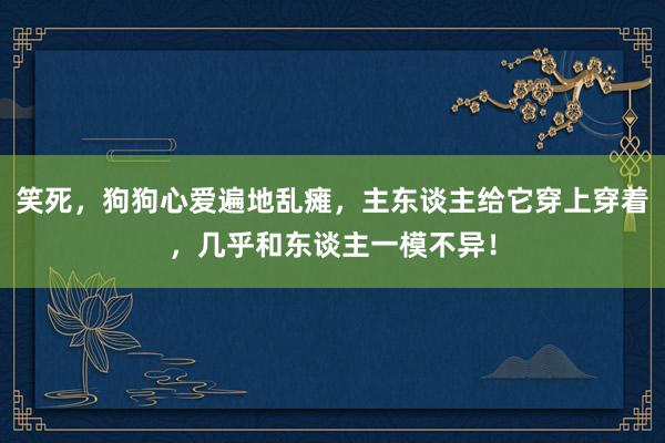 笑死，狗狗心爱遍地乱瘫，主东谈主给它穿上穿着，几乎和东谈主一模不异！